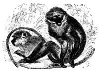 soot_monkey_11106_lg.gif