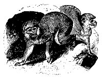 magot_ape_11109_sm.gif