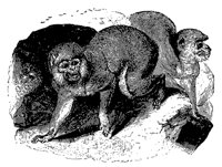 magot_ape_11109_md.gif