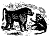 chacma_11110_th.gif