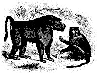 chacma_11110_sm.gif