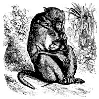 baboon_11111_sm.gif
