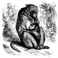 baboon_11111_lg.gif