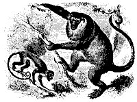 howler_11112_sm.gif