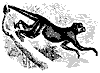 spider_monke_11115_th.gif