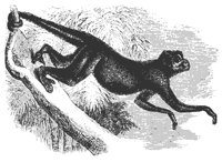 spider_monke_11115_md.gif