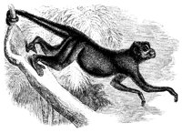 spider_monke_11115_lg.gif