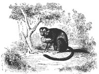 bellow_monke_11124_md.gif