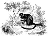 bellow_monke_11124_lg.gif