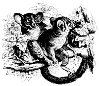 galagos_11125_sm.gif