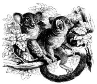 galagos_11125_lg.gif