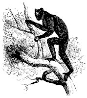 indri_11127_sm.gif
