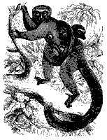 white_lemur_11128_sm.gif