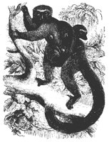 white_lemur_11128_md.gif