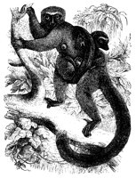 white_lemur_11128_lg.gif