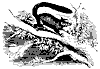 cheirogale_11129_th.gif