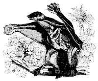 fly_lemur_11130_sm.gif