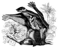 fly_lemur_11130_lg.gif