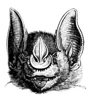 javelin_bat_11133_lg.gif