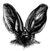 ear_bat_11134_lg.gif