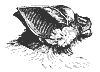 rhino_bat_11135_th.gif