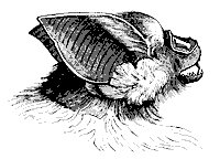 rhino_bat_11135_sm.gif
