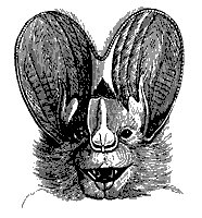 megaderm_bat_11136_sm.gif