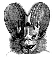 megaderm_bat_11136_md.gif