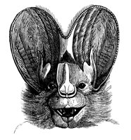 megaderm_bat_11136_lg.gif