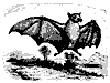 macroglossus_11138_th.gif