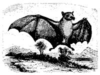 macroglossus_11138_sm.gif