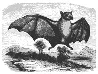 macroglossus_11138_md.gif