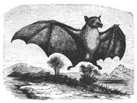 macroglossus_11138_lg.gif