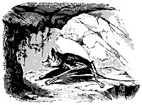 rhino_bat_11139_sm.gif