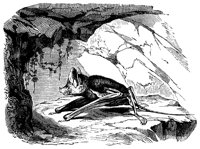 rhino_bat_11139_lg.gif
