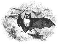 horse_bat_11141_md.gif