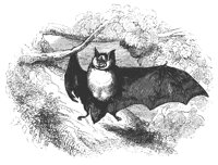 horse_bat_11141_lg.gif