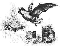 limnophilus_11142_sm.gif