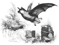limnophilus_11142_md.gif