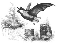 limnophilus_11142_lg.gif