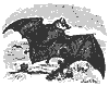 bat_11143_th.gif