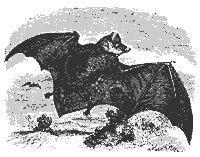 bat_11143_sm.gif