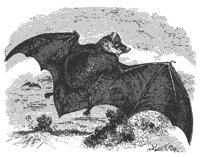 bat_11143_md.gif