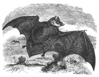 bat_11143_lg.gif