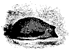 hedgehog_11146_th.gif