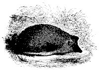 hedgehog_11146_sm.gif