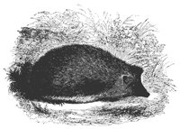 hedgehog_11146_md.gif