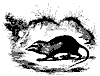 gymnure_11147_th.gif
