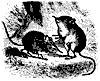 mice_11149_th.gif