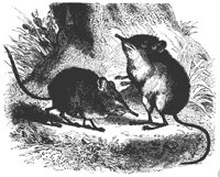 mice_11149_md.gif
